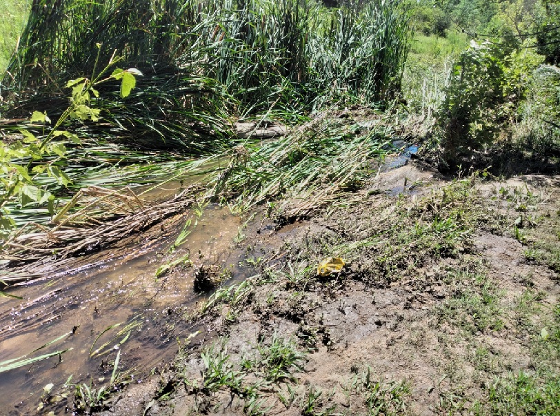 LAS CATITAS 3